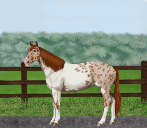 horse image