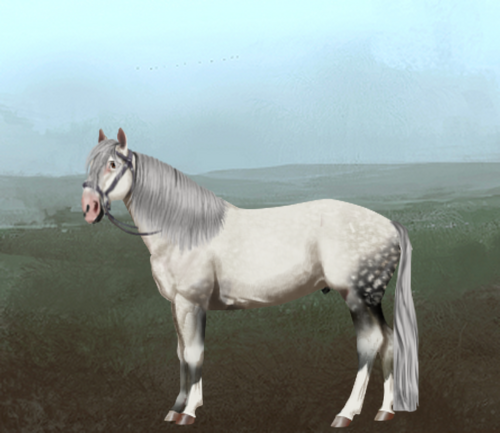 horse image