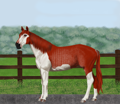 horse image