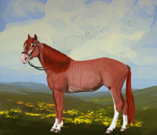 horse image