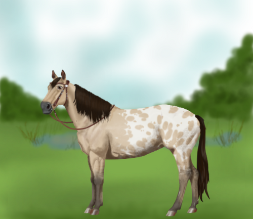 horse image