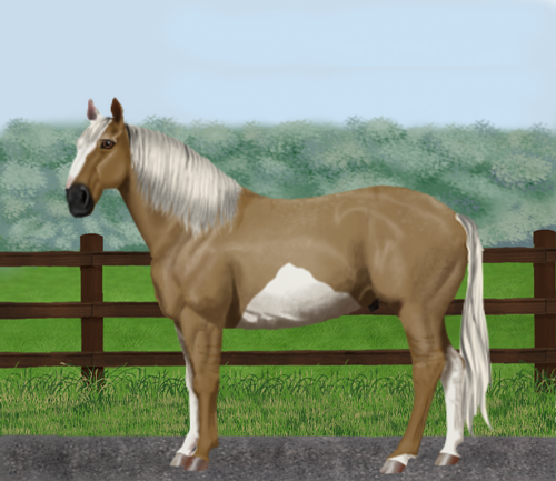 horse image