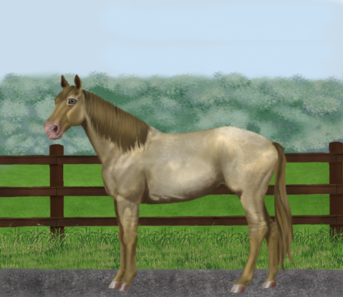 horse image