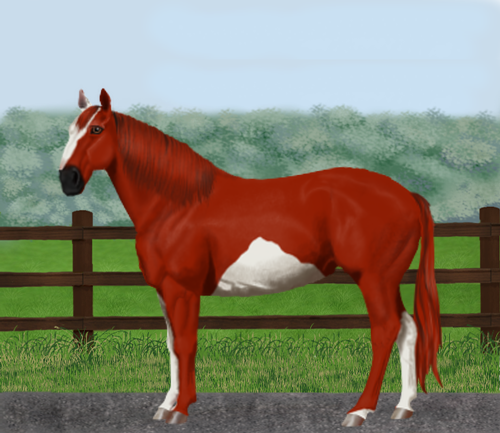 horse image