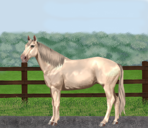 horse image