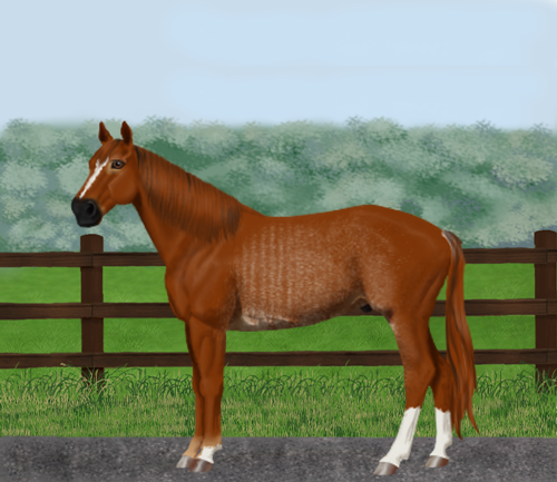 horse image