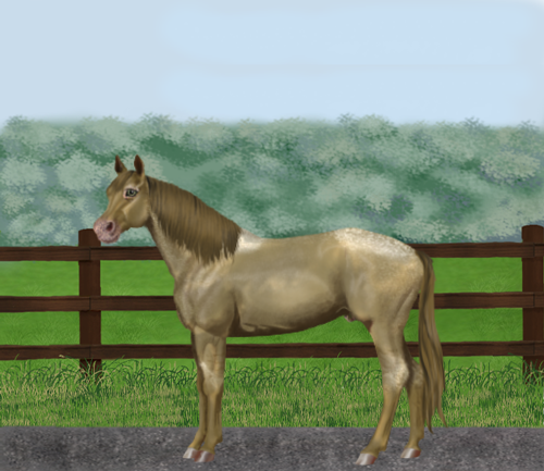 horse image