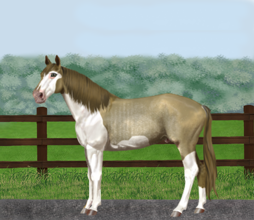 horse image