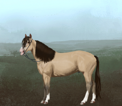 horse image