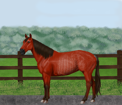 horse image