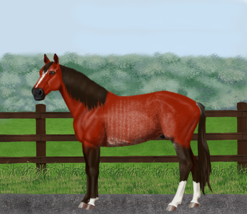 horse image