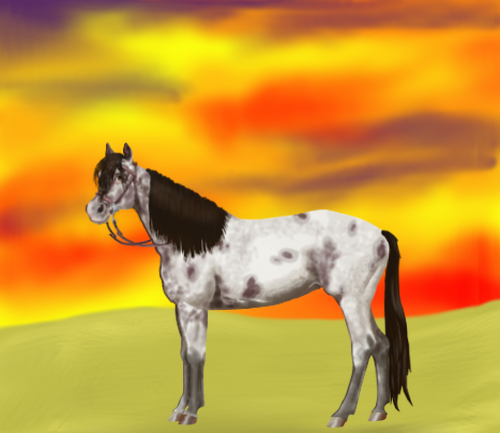 horse image