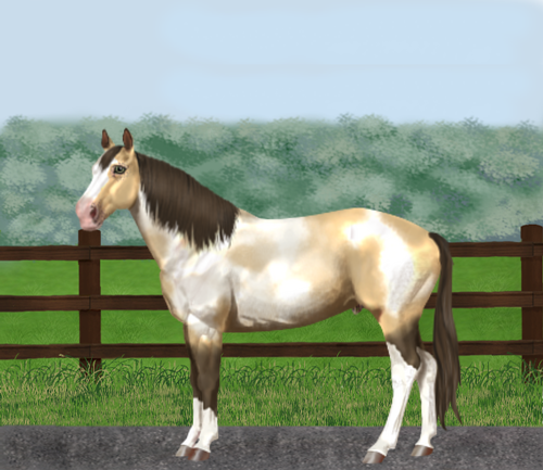 horse image