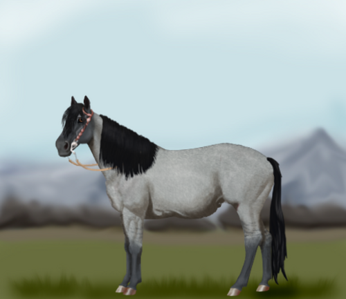 horse image