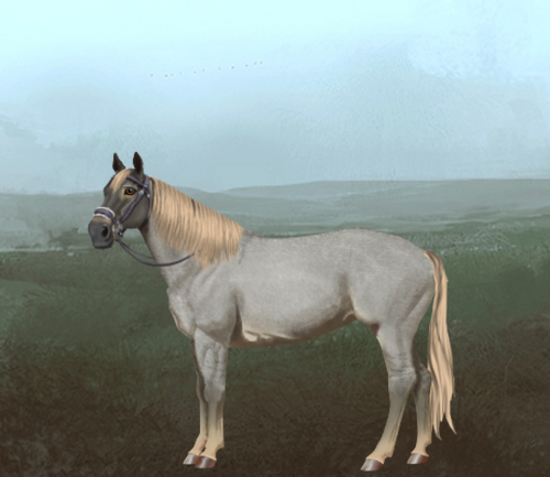 horse image