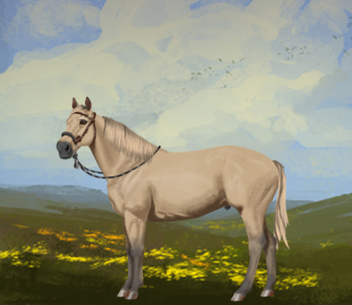 horse image