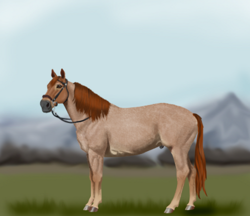 horse image