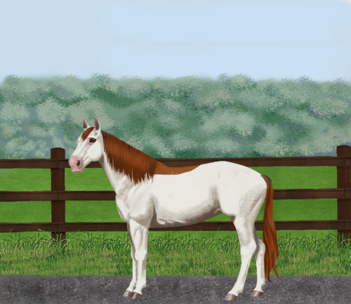 horse image