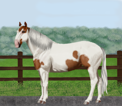 horse image