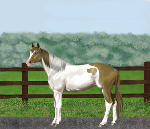 horse image