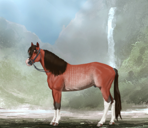 horse image