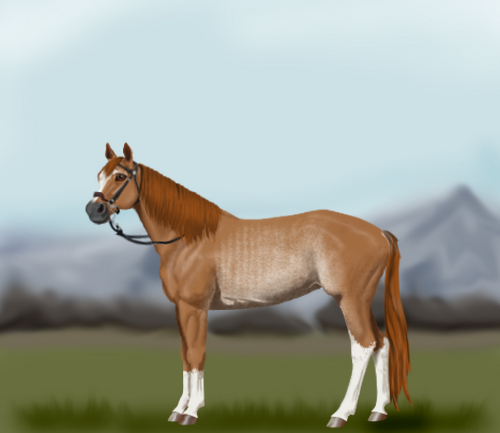 horse image