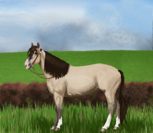 horse image