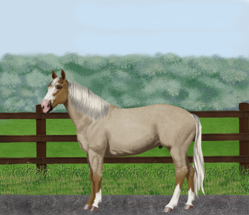 horse image