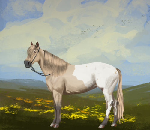 horse image