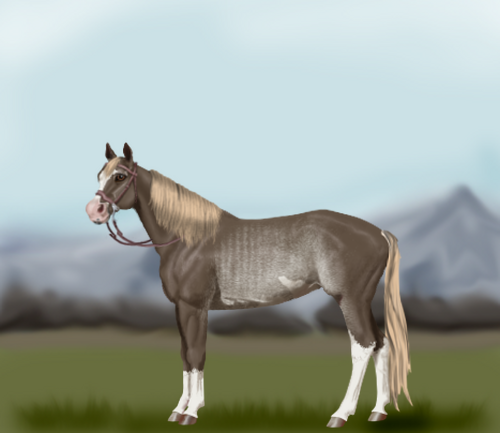 horse image