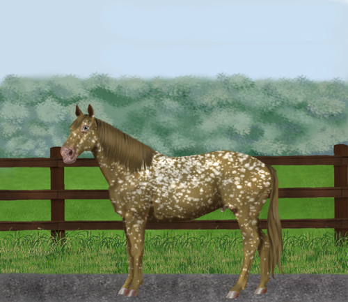 horse image