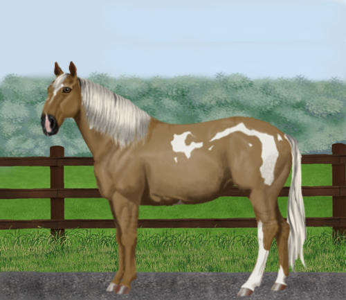 horse image