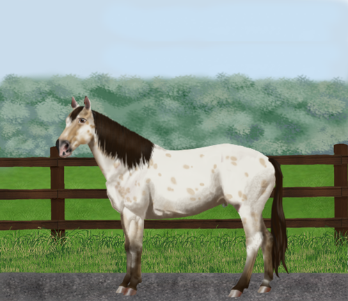 horse image