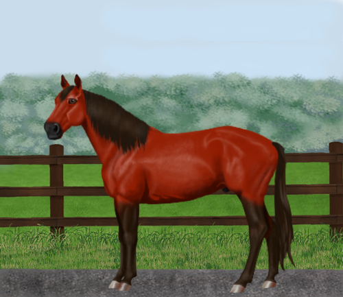 horse image