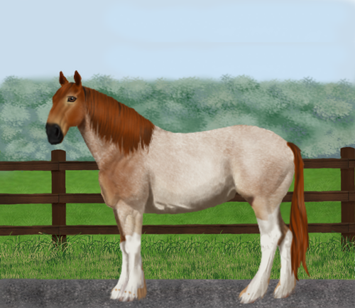 horse image