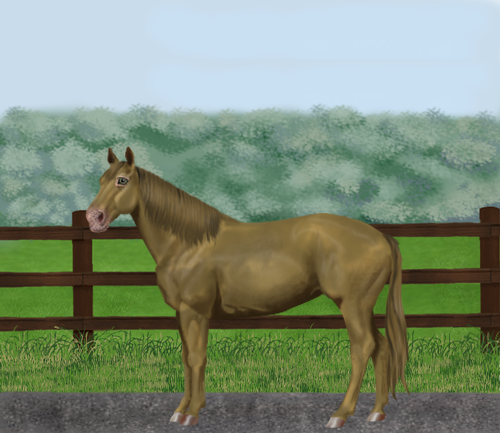 horse image