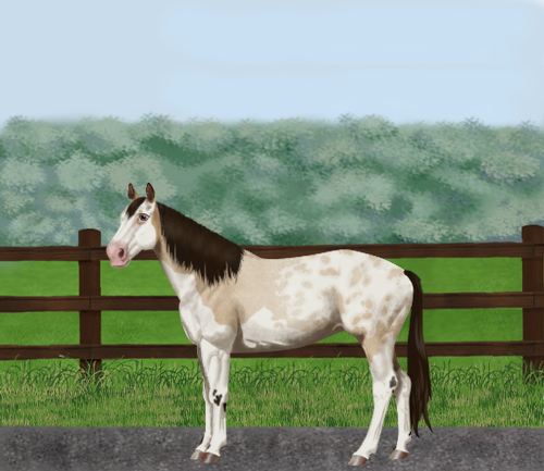 horse image