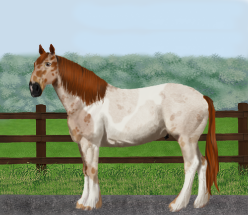 horse image