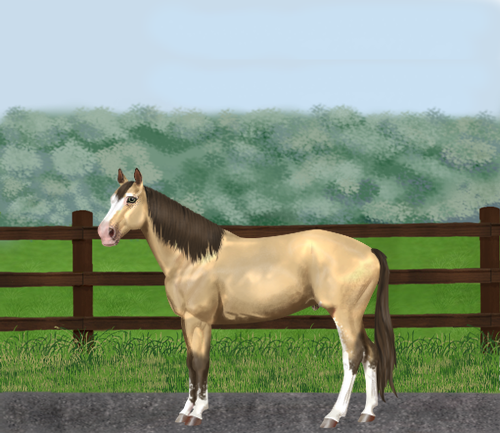 horse image