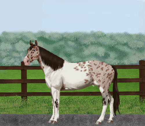 horse image