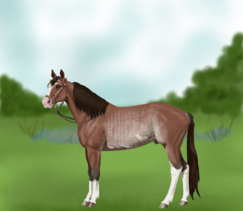 horse image