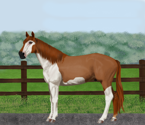 horse image