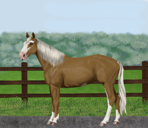 horse image