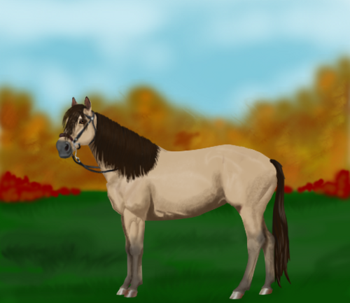 horse image