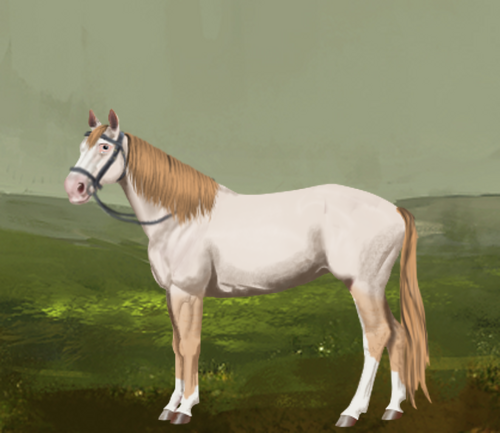 horse image