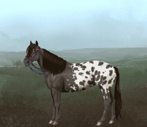 horse image