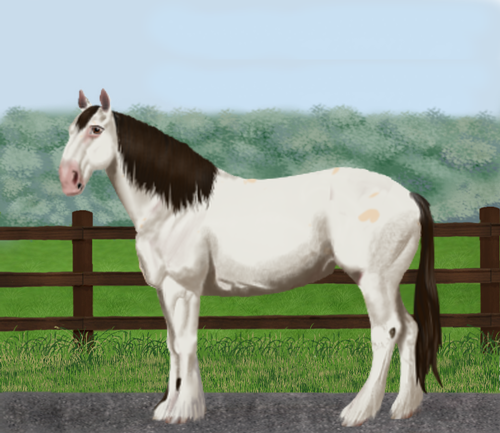 horse image