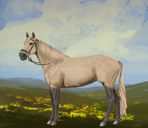 horse image