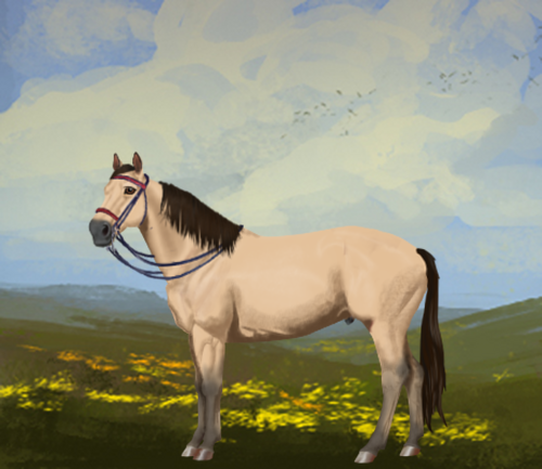 horse image