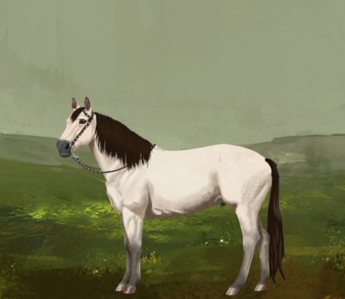 horse image